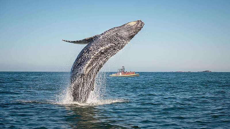 Tadoussac/Charlevoix: Whale Watching Zodiac Tour - Key points to know before you book