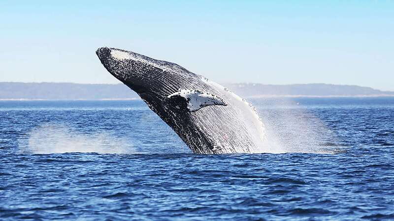 Tadoussac/Charlevoix: Whale Watching Zodiac Tour - Who should book this Zodiac trip?
