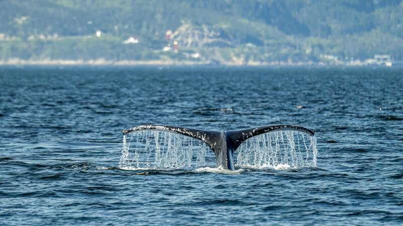 Tadoussac/Charlevoix: Whale Watching Zodiac Tour - What the 24 or 60 passenger Zodiac feels like