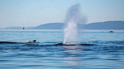 Tadoussac/Charlevoix: Whale Watching Zodiac Tour