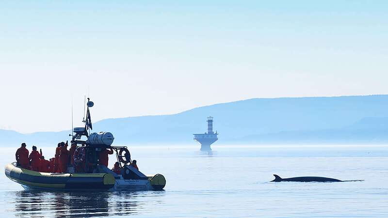 Tadoussac/Charlevoix: Whale Watching Zodiac Tour - The Saguenay Fjord detour