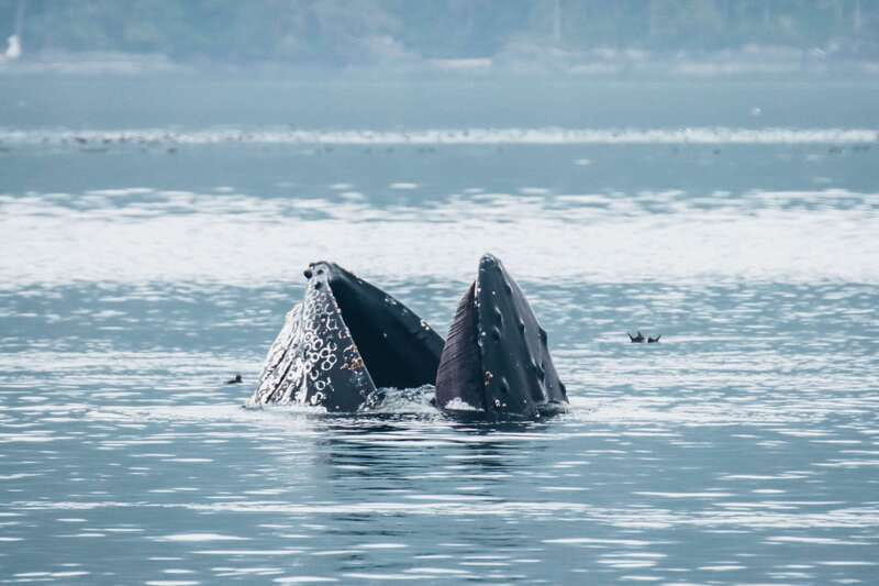 Telegraph Cove: 3-Hour Whale Watching Tour in a Zodiac Boat - The guides make the wildlife easier to understand
