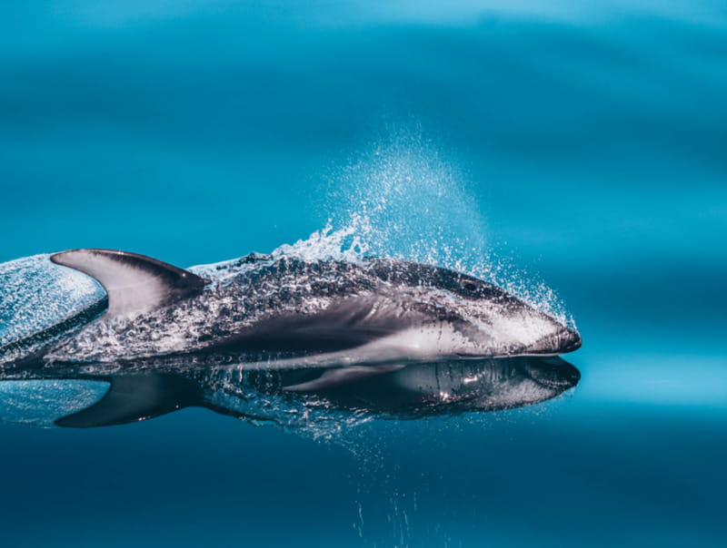 Telegraph Cove: 3-Hour Whale Watching Tour in a Zodiac Boat - Who should book this Zodiac tour?