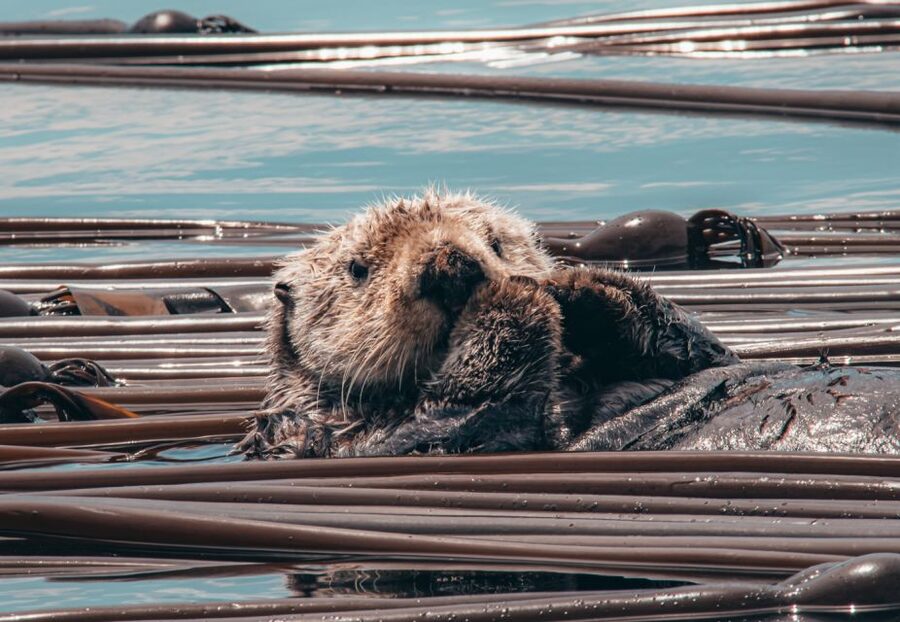 Telegraph Cove: 3-Hour Whale Watching Tour in a Zodiac Boat - Booking details worth knowing