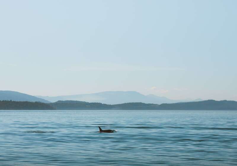 Telegraph Cove: 3-Hour Whale Watching Tour in a Zodiac Boat - Why the 12-seat Zodiac changes the experience