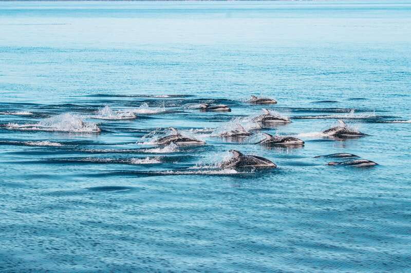 Telegraph Cove: Whale Watching Adventure with Free Photos - Who will enjoy this cruise most?