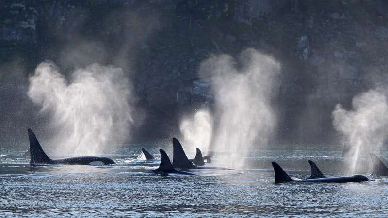 Telegraph Cove: Whale Watching Adventure with Free Photos - Setting out from Telegraph Cove