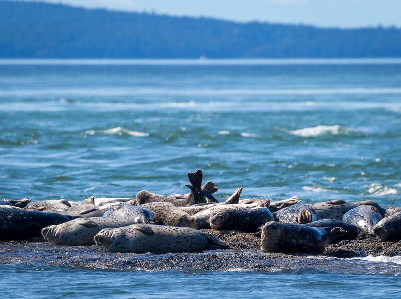 Telegraph Cove: Whale Watching Adventure with Free Photos - Searching Johnstone Strait for orcas