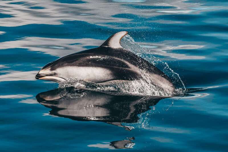Telegraph Cove: Whale Watching Adventure with Free Photos - Humpbacks, porpoises, sea lions, and birds