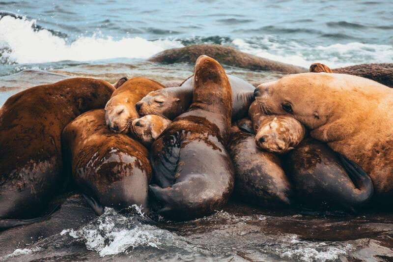 Telegraph Cove: Whale Watching Adventure with Free Photos - Is $149 a fair price?