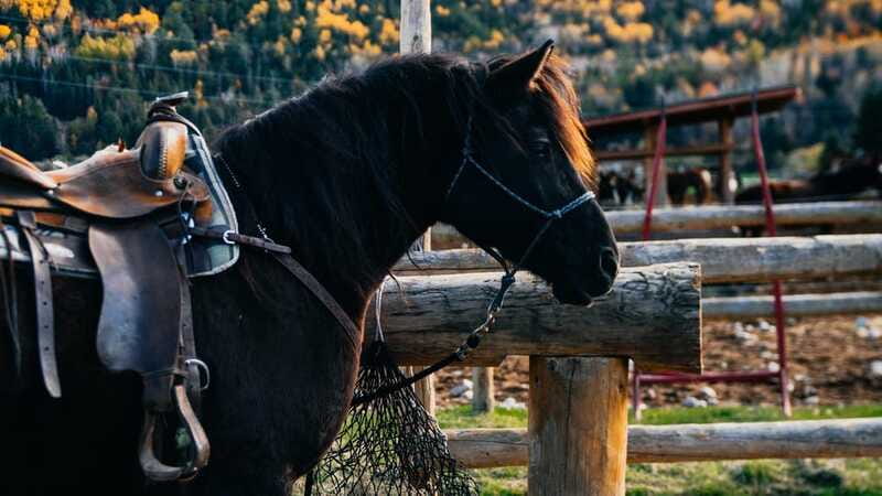 The Montagnarde: Guided horseback ride on mountain trails. - A sensible plan for the day
