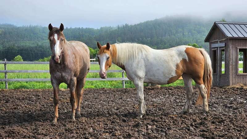 The Montagnarde: Guided horseback ride on mountain trails. - Following rustic trails through Charlevoix