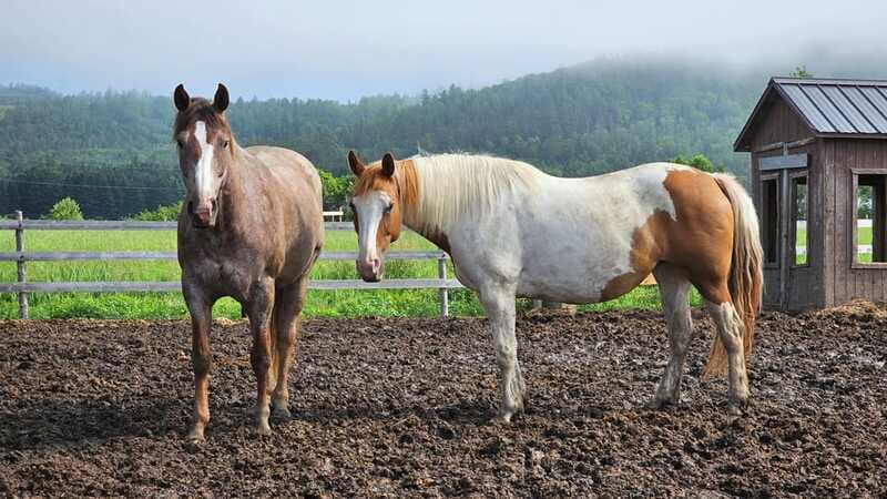 The Montagnarde: Guided horseback ride on mountain trails. - A guide who adds context, not just directions