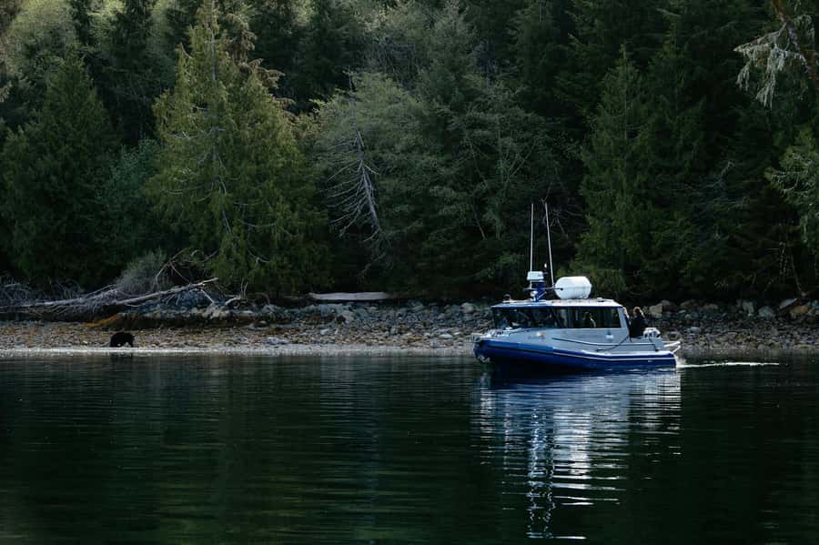 Tofino: Bear Watching Boat Tour with Nature Guide - Key points at a glance