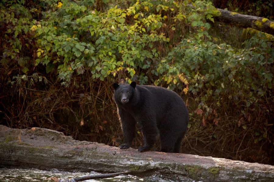 Tofino: Bear Watching Boat Tour with Nature Guide - Bears on the rocks at low tide