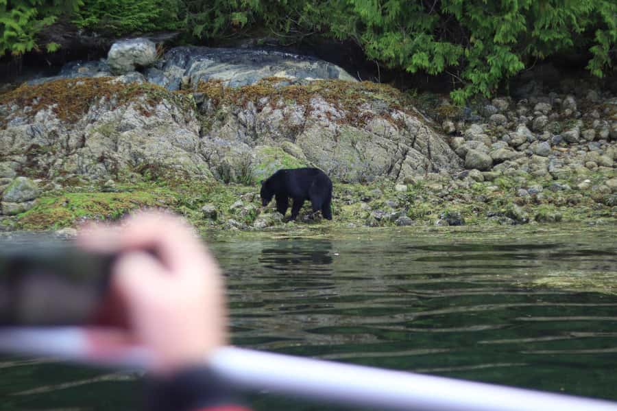 Tofino: Bear Watching Boat Tour with Nature Guide - Marine life keeps the trip moving