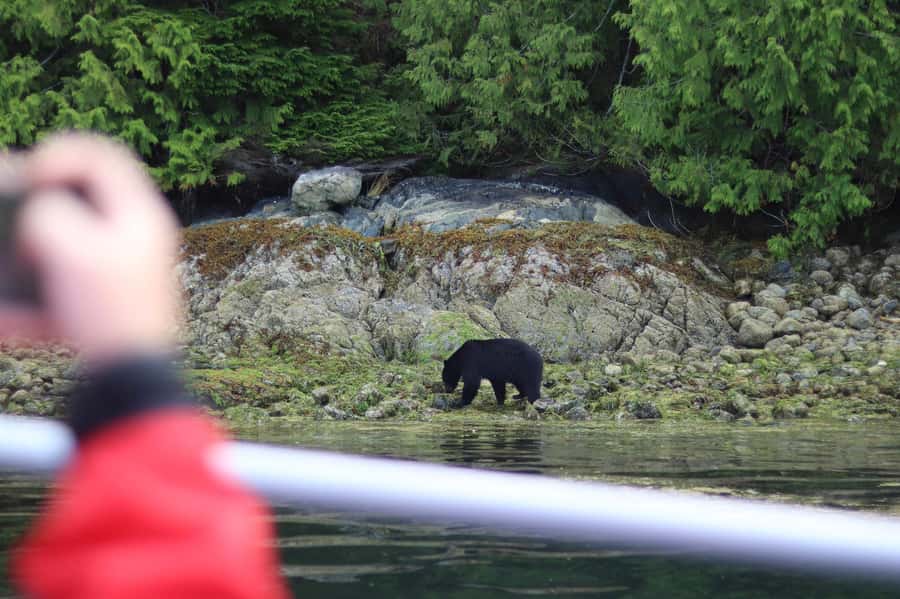 Tofino: Bear Watching Boat Tour with Nature Guide - Small boats and family-friendly viewing