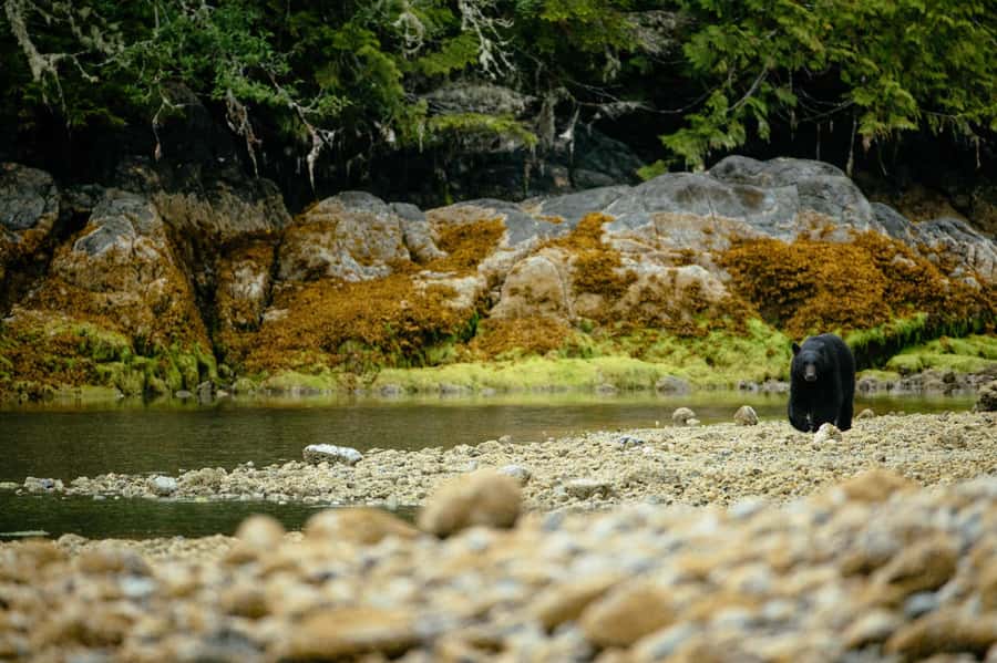 Tofino: Bear Watching Boat Tour with Nature Guide - What I would watch for on the water