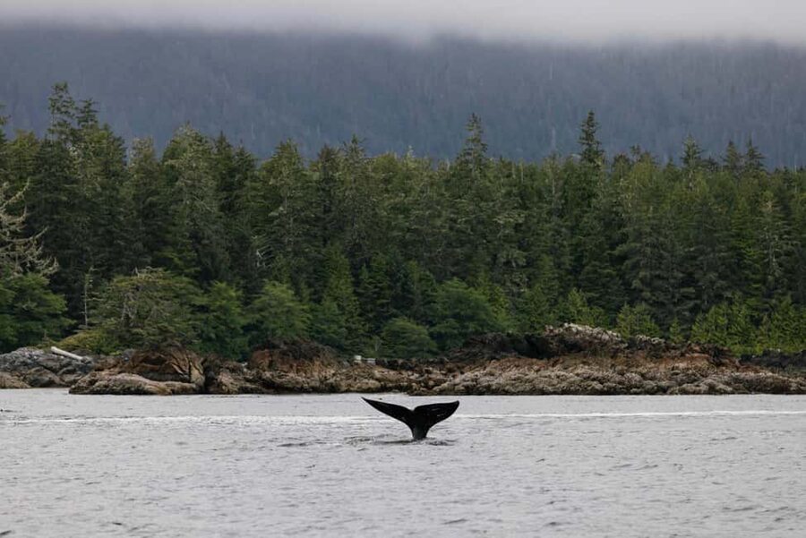 Tofino: Whale Watching Tour with Nature Guide - Key Points Before You Book