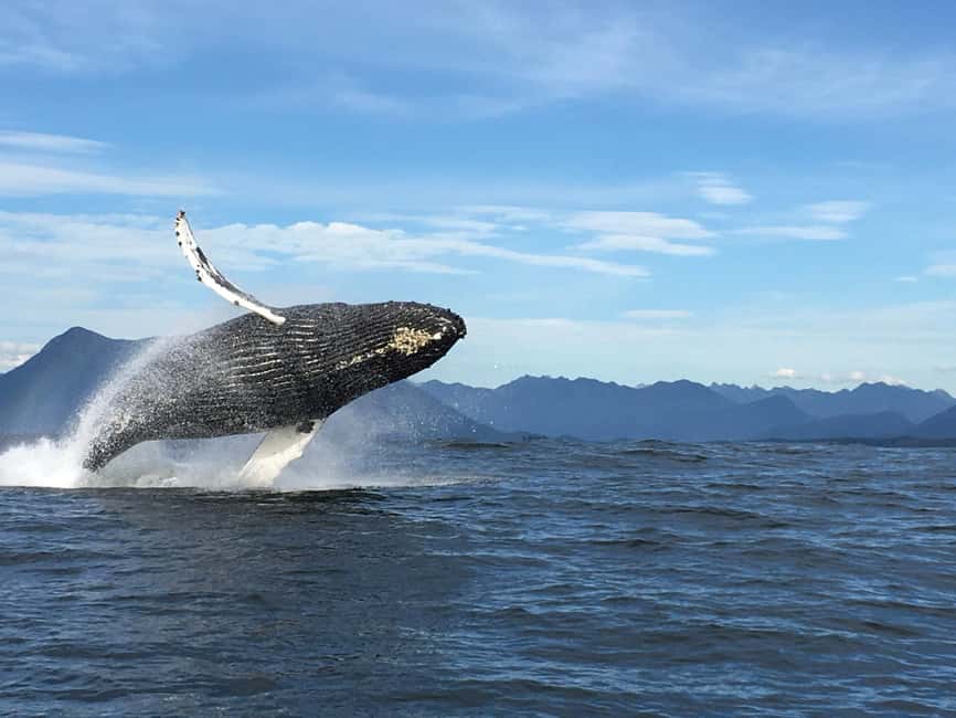 Tofino: Whale Watching Tour with Nature Guide - Why This Tofino Whale Tour Is Worth Considering