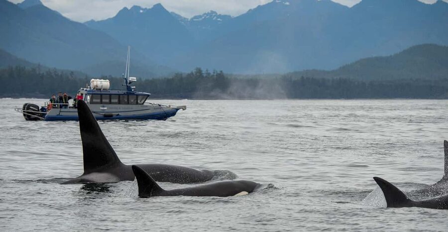 Tofino: Whale Watching Tour with Nature Guide - Choosing Between the Whiteraven and Blackfish
