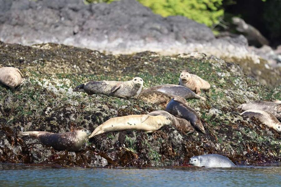 Tofino: Whale Watching Tour with Nature Guide - The Two-Hour Search Near Flores, Vargas, and Long Beach
