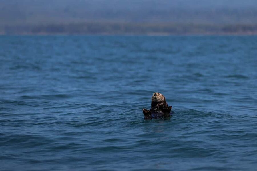 Tofino: Whale Watching Tour with Nature Guide - What You Might See on the Water