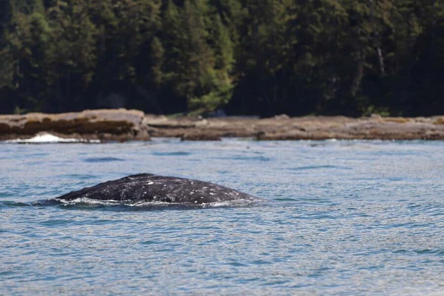 Tofino: Whale Watching Tour with Nature Guide - How the Guide Shapes the Experience