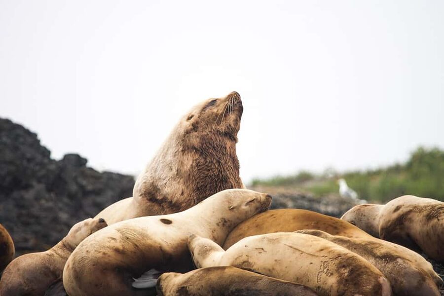 Tofino: Whale Watching Tour with Nature Guide - The Raincheck and the Limits of the Guarantee