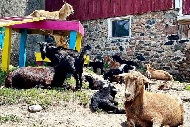 Toodle Tour in Port Hope Ontario - Haltering and grooming the Huacaya alpacas