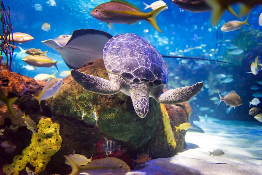 Toronto CityPASS®: Save up to 38% at 5 Top Attractions - CN Tower: Toronto’s essential high view