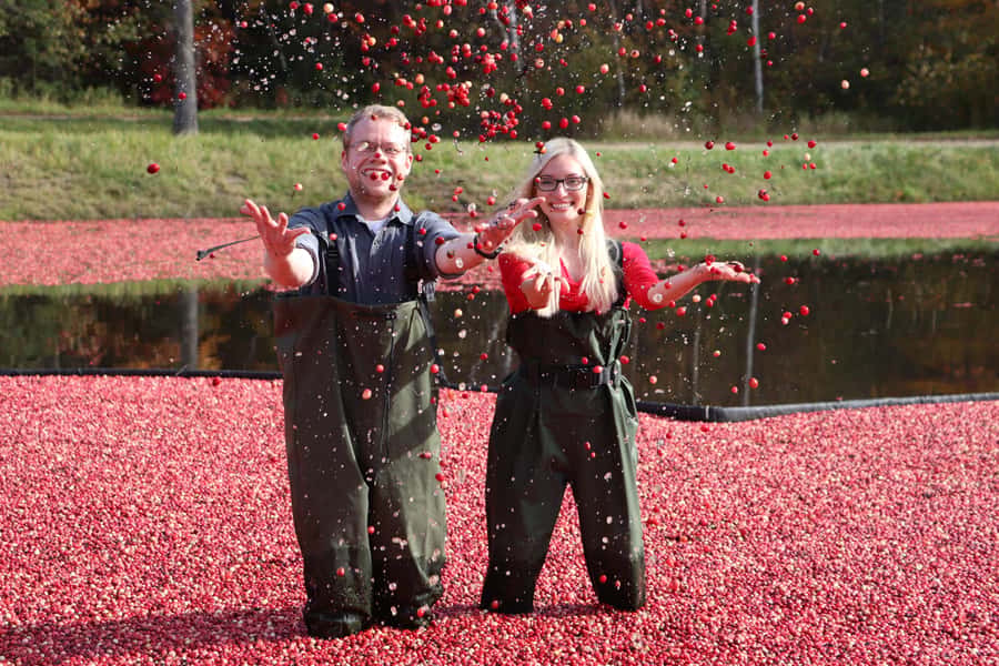 Toronto: Muskoka Cranberry Farm and Hardy Lake Hike - Why the cranberry marsh is the star of the day