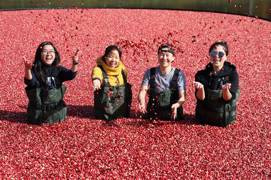 Toronto: Muskoka Cranberry Farm and Hardy Lake Hike - Gravenhurst gives the long day a useful pause