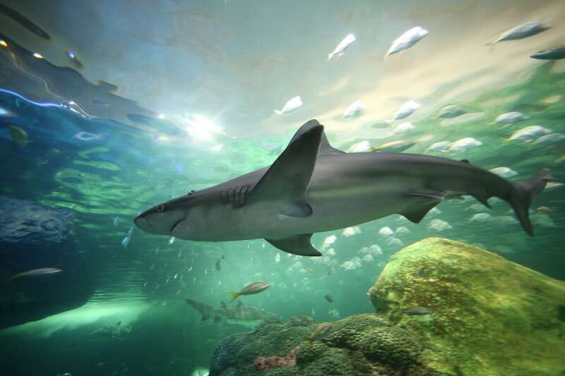 Toronto: Ripley's Aquarium of Canada Entry Ticket - Key points to know before you go