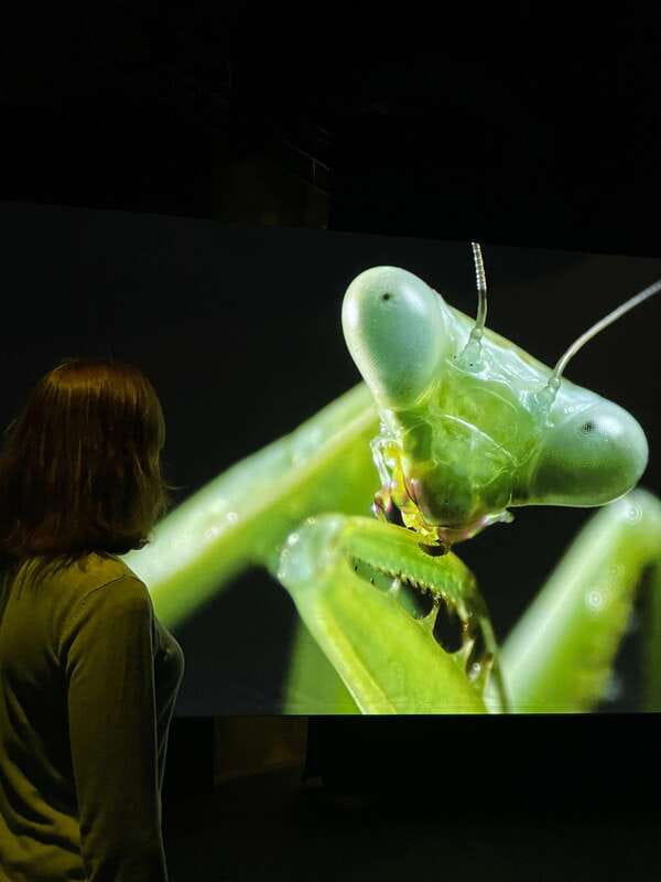 Toronto: Royal Ontario Museum Special Exhibits Voucher - Timing your visit around Toronto’s busy season