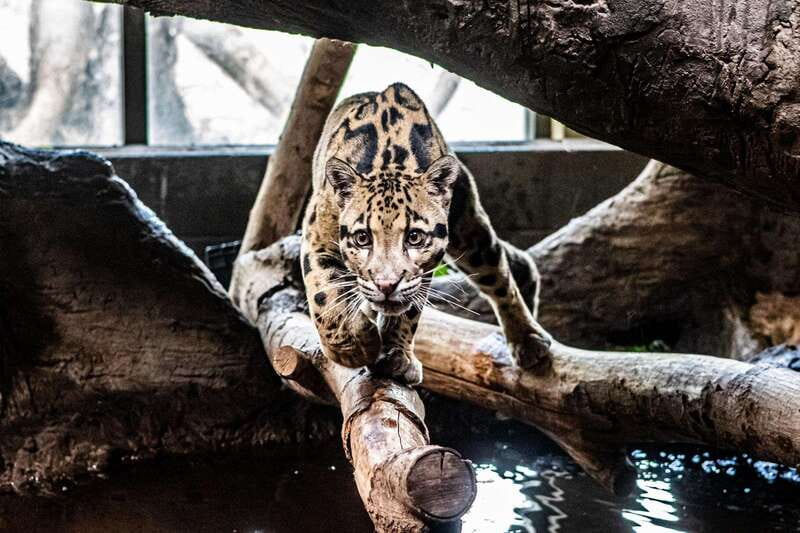 Toronto: Toronto Zoo Entry Ticket - Family stops add variety to a long day
