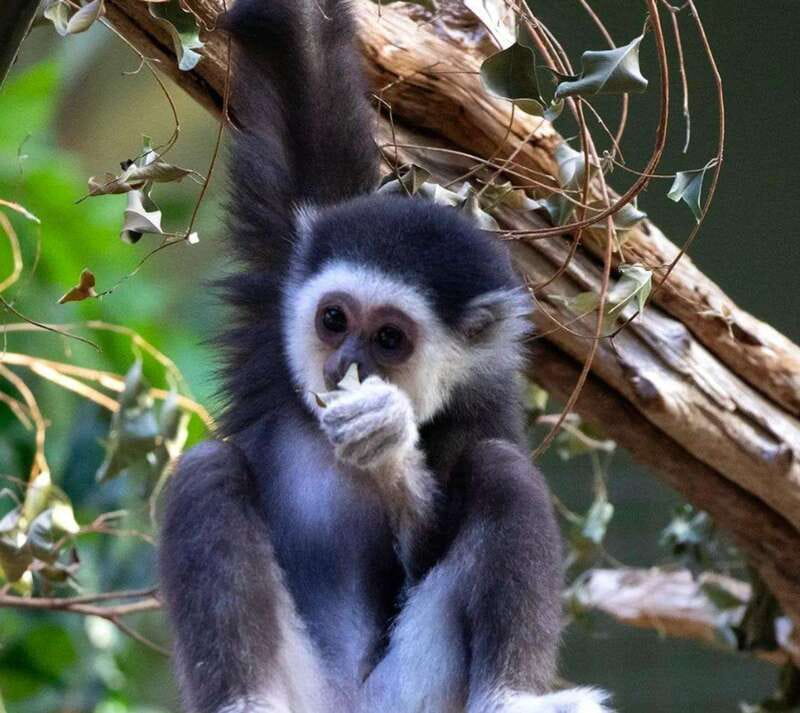 Toronto: Toronto Zoo Entry Ticket - What the $22 admission is really buying