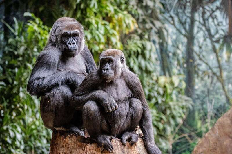 Toronto: Toronto Zoo Entry Ticket - Accessibility and planning for the walk