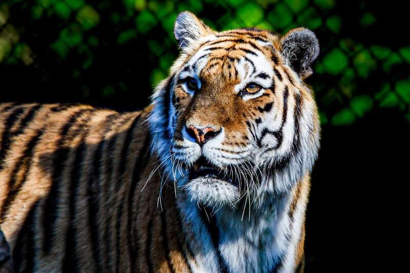 Toronto: Toronto Zoo Entry Ticket - Should you book the Toronto Zoo?