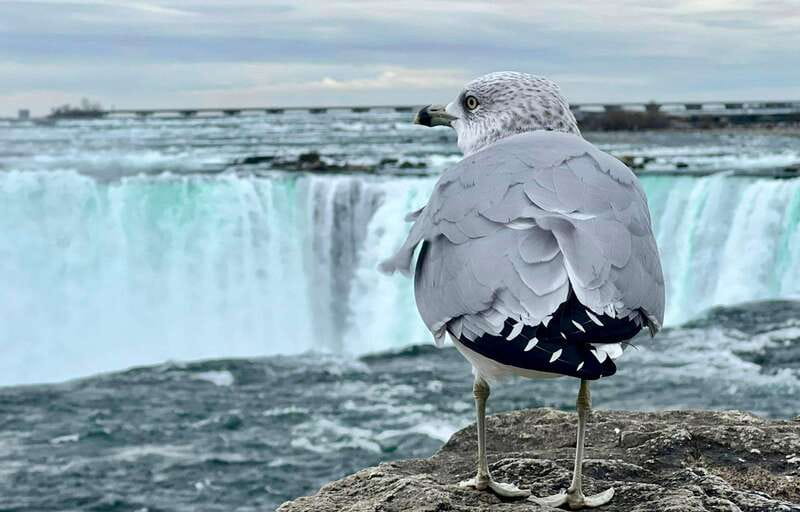 Toronto: Winter Niagara Falls Tour with Attractions Package - Key points to know before booking