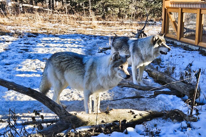 Transfer to Canmore & Banff: Yamnuska Wolfdog Sanctuary Tour - Wild horses and the first mountain views