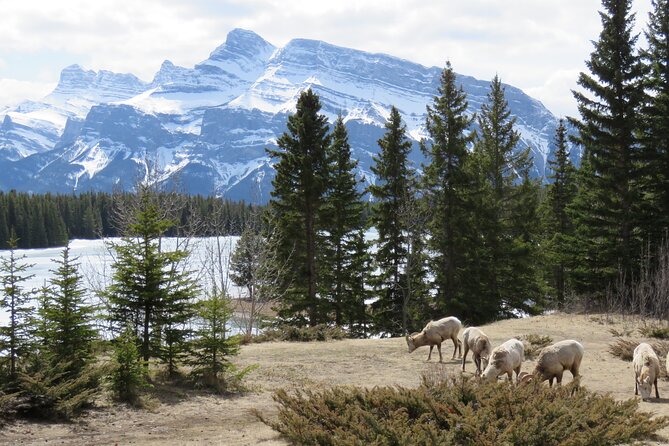 Transfer to Canmore & Banff: Yamnuska Wolfdog Sanctuary Tour - Who will enjoy this experience most