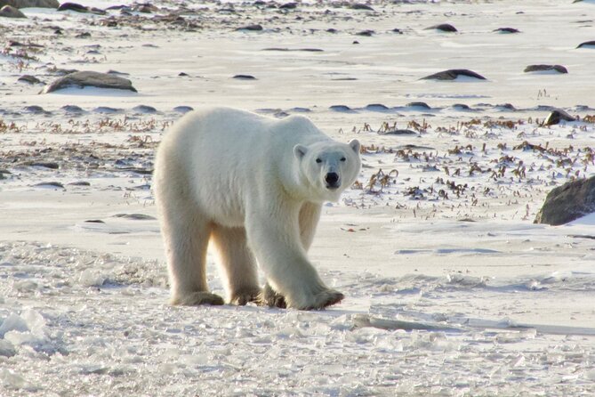 Tundra Buggy Autumn Day Tours - Why Churchill’s autumn bear season matters