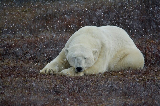 Tundra Buggy Autumn Day Tours - Looking for polar bears and other Arctic wildlife