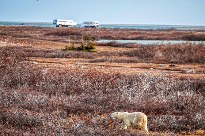 Tundra Buggy Autumn Day Tours - Is $414.97 a fair price?