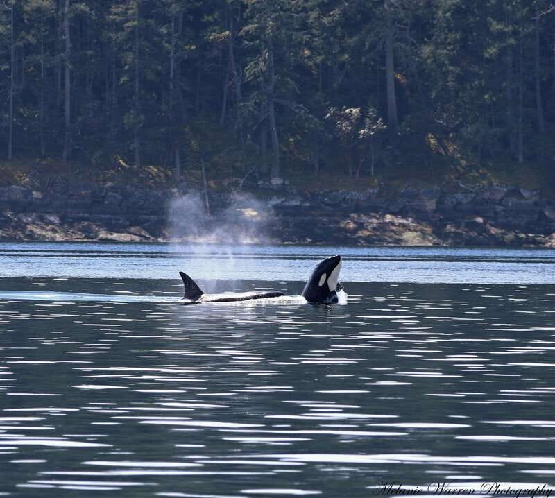 Vancouver, BC: Whale Watching Tour with Guide - Key Points Before You Book