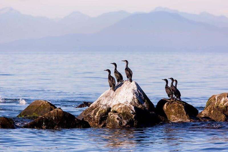Vancouver, BC: Whale Watching Tour with Guide - Searching for Humpbacks and Orcas