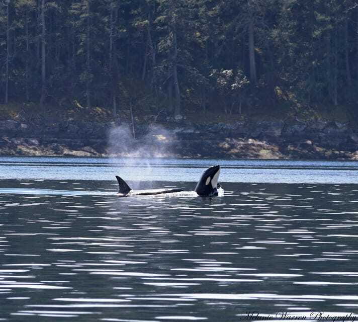 Vancouver, BC: Whale Watching Tour with Guide - Naturalists Who Turn Waiting Into Learning