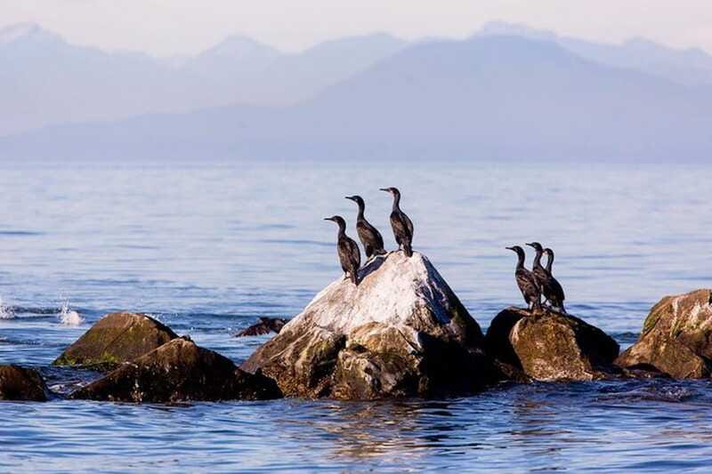 Vancouver, BC: Whale Watching Tour with Guide - What Five Hours Really Means
