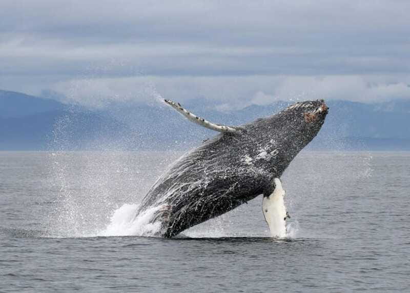 Vancouver, BC: Whale Watching Tour with Guide - Practical Booking Advice